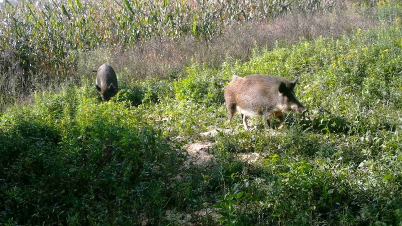 'A very serious crisis': Canada's wild pig population poses threat to neighbouring U.S. states