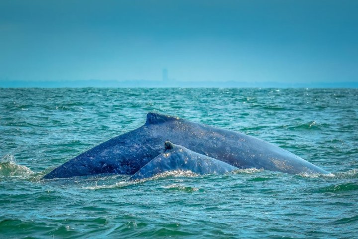 UBC study finds 8 humpback whales entangled over 13 years at fish farms