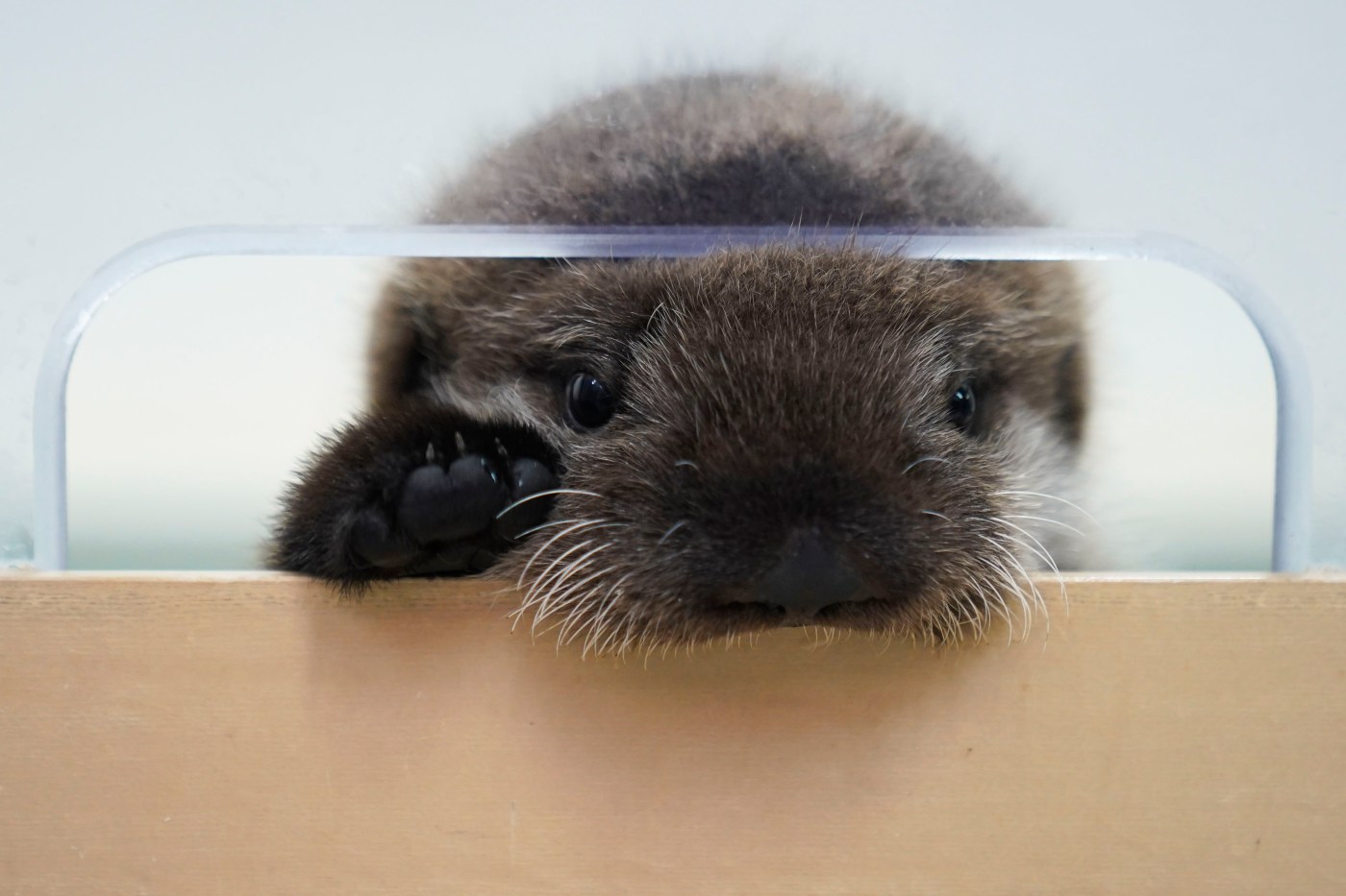 Shedd names newest otter pup Seldovia in nod to his origins