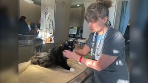 Saskatoon animal clinic feeling pressure from vet shortage