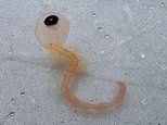 Mystery creepy sea beast that looks like a lost eyeball dubbed 'the spaghetti monster' is washing up along Texas coast line and experts reveal why you should stay away