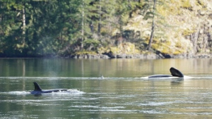 Fisheries officials monitoring orphaned orca calf in lagoon off Vancouver Island