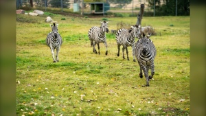 Zebras seized by Sask. conservation officers now officially belong to Saskatoon zoo