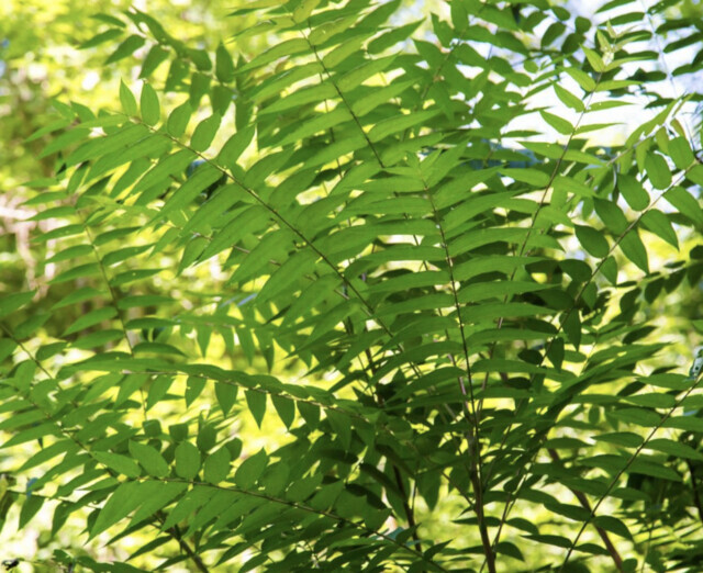 RDCO directors update bylaws to ban three invasive tree species
