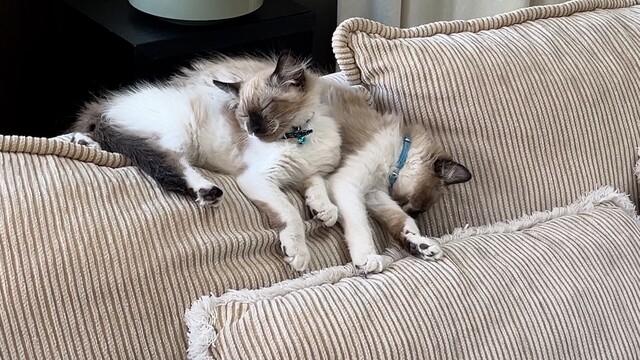 Kelowna woman learning to live with her two cloned kittens