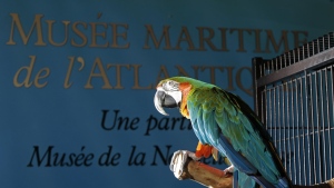 Depressed since pandemic, Halifax museum's parrot being shipped to Ontario