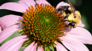 Why Canada should prioritize protecting wild pollinator populations: UBC study