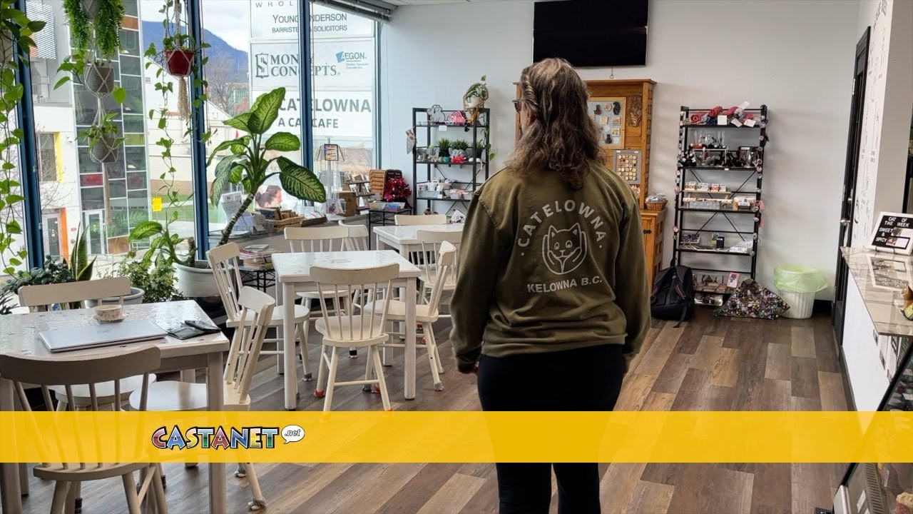 'They thought I was crazy': Okanagan's first cat cafe thriving after nearly one year