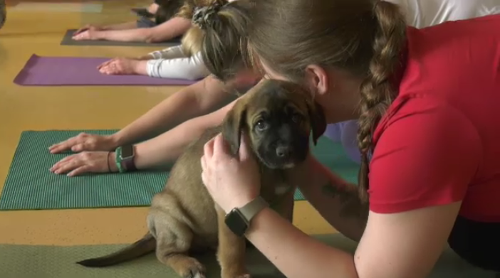 Paw-sitive experience: Winnipeg Humane Society’s puppy yoga returns