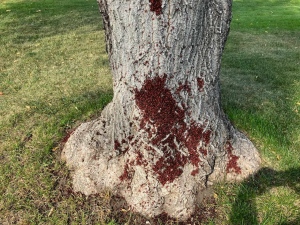 Saskatoon property 'crawls' with swarms of maple bugs
