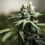 Ontario cannabis operator fined $200K for alleged illegal agreements