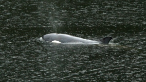 Orphaned B.C. orca: Rescue team prepares landing site for complex rescue