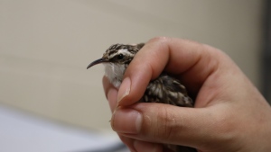 Millions of birds die in Canada at this time of year. Here’s what you can do