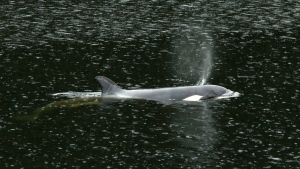Orphaned B.C. orca: Team prepares landing site for complex rescue