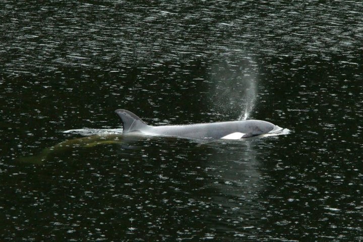 Rescue operation underway to save orca calf in Vancouver Island waters