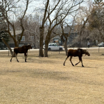 Moose on the loose in Oakville