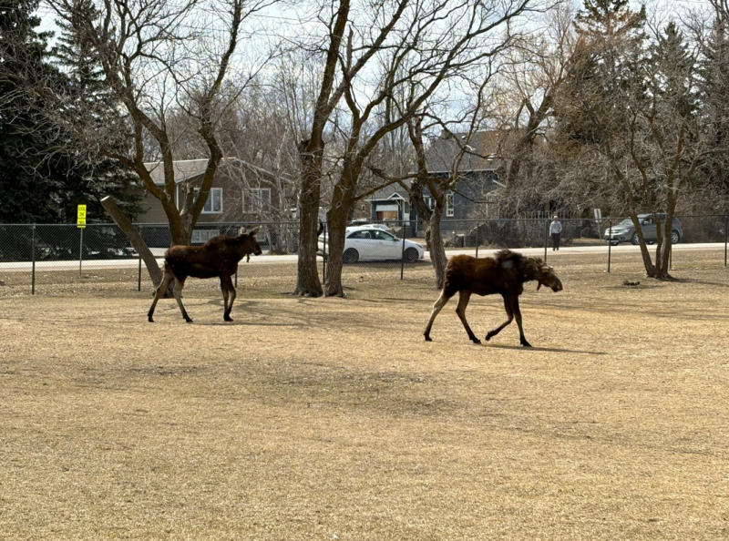 Moose on the loose in Oakville