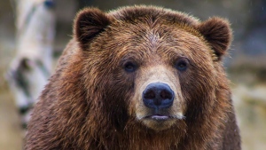 Grain-gobbling bears spark 'no stopping' zone in Banff National Park