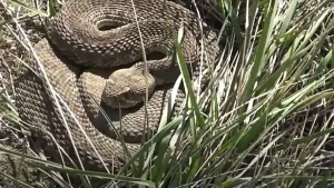Southern Alberta could be alive with the sound of rattlesnakes this weekend: expert