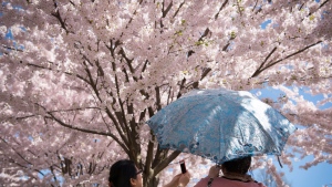Toronto cherry blossoms in High Park expected to reach peak bloom Monday