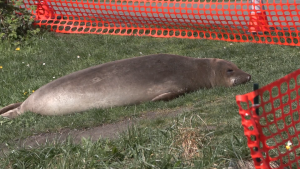 Relocated seal returns to Greater Victoria after 'astonishing' 204-kilometre trek