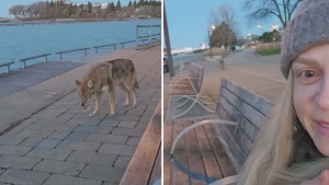 Toronto woman has close encounter with coyote near Ontario Place