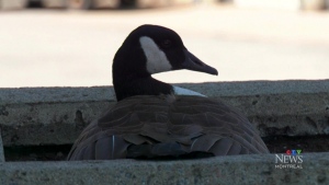 Pair of Canadian Geese choose Laval courthouse as unusual nesting spot