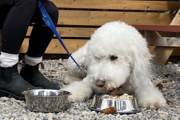 Calgary-area pub kicks off patio season with new menu for dogs