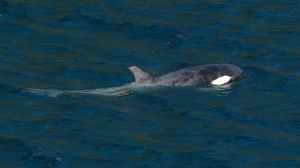 Bigger boats, more nets, people arrive in Zeballos, B.C., for new orca rescue attempt