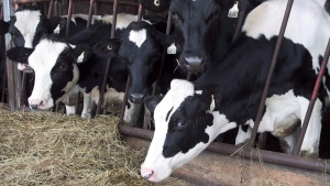 CFIA monitoring for avian flu in Canadian dairy cattle after U.S. discoveries