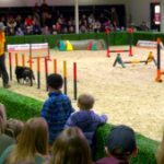 Calgary animal lovers flock to Spruce Meadows for first-ever PetFest