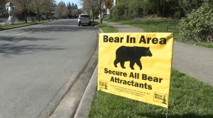 'It's a people problem': Unsecured garbage bins continue to attract bears on Bear Mountain