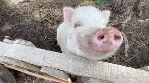 Rosie's Rescue needs help saving pig sanctuary in Leduc County