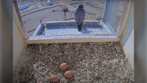 Live feeds offer real-time look into 5 Edmonton-area peregrine falcon nests
