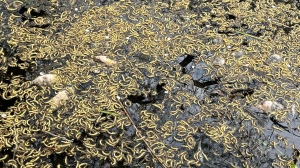 City investigating after dead fish found floating in High Park pond
