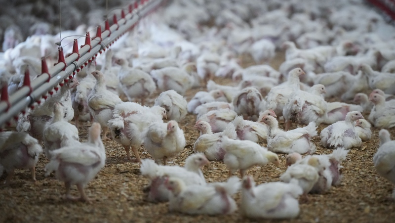 'A big concern for us': Virologist on danger of avian flu outbreak coming to Canadian cattle