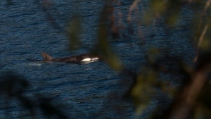 Orca pod spotted in vicinity of orphan B.C. killer whale, but no evidence of family