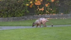 Video shows naked raccoon catching B.C. family by surprise
