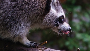 Toronto seeing increase of sick or injured raccoons this spring