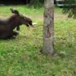 Moose takes a break on a Quebec woman's lawn, decides not to leave