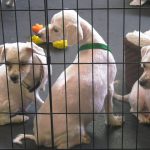 ‘Great candidates for adoption’: Second chance for 68 dogs seized from Winnipeg home