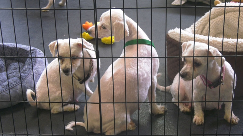‘Great candidates for adoption’: Second chance for 68 dogs seized from Winnipeg home