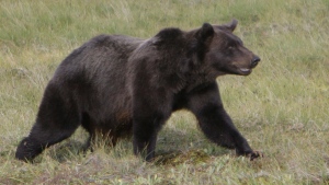 B.C. man 'attacked suddenly' by adult grizzly near Alberta border: RCMP