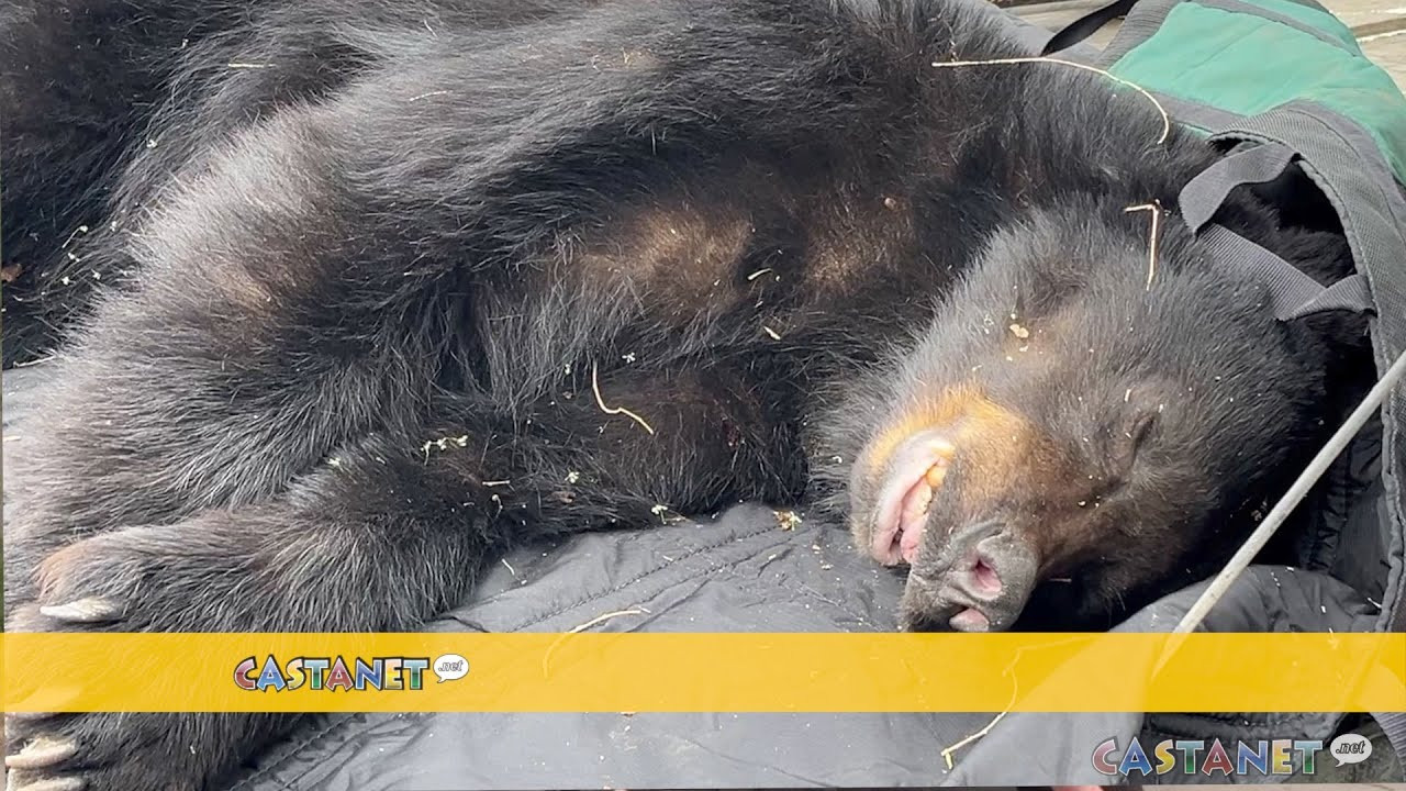 Black bear in tree near downtown Kelowna to get a second chance