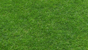 CF Montreal ‘grass guy’ has pro tips for the perfect lawn