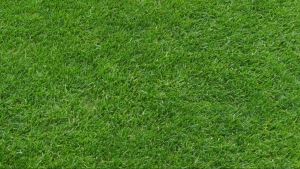 CF Montreal 'grass guy' has pro tips for the perfect lawn