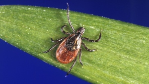 Tick season is underway in Ontario. Here's how to protect yourself