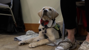 Dozens of dogs graduate as service animals in B.C.