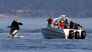 Speed restrictions, B.C. fishery closures, aim to protect southern killer whales
