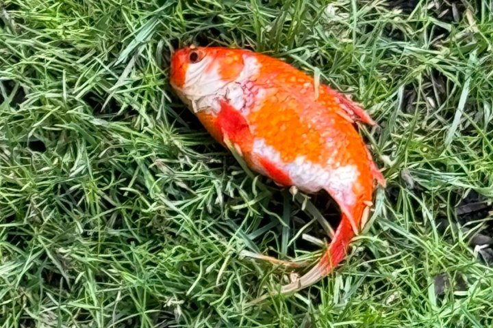 Goldfish goes viral after mysteriously turning up on U.K. lawn